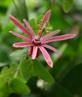 Pink Passionvine, Pink Passion Flower, Passiflora sanguinolenta 'Maria Rosa'